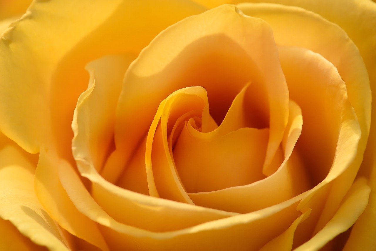 黄色いバラ